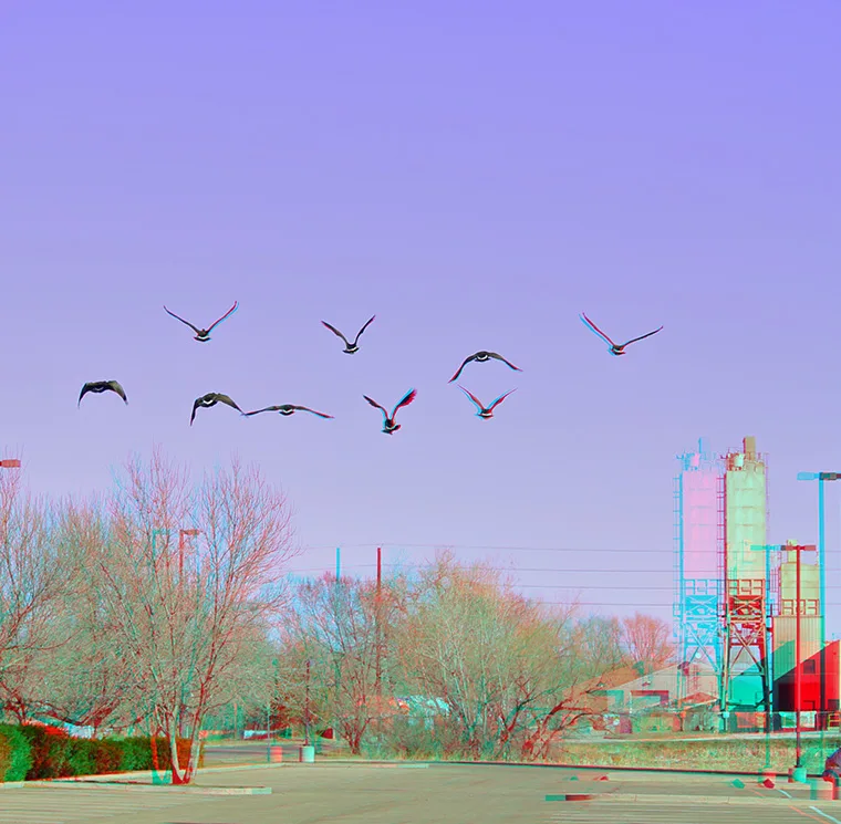 nine Canada geese take off and fly away from the camera over a parking lot. The image colour layers have been split, so red and green appear distinctly beside each other